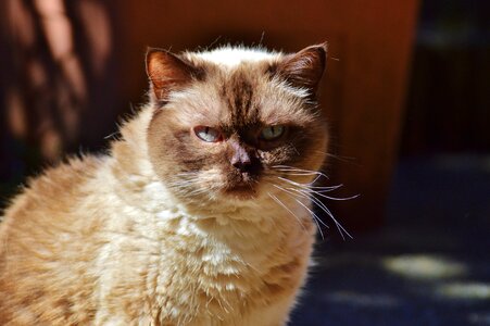 British shorthair mieze sweet photo