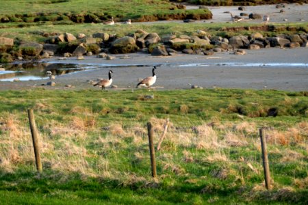 Two Canada geese in Norrkila mudflats
