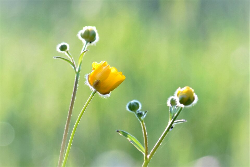 Plant spring grass photo