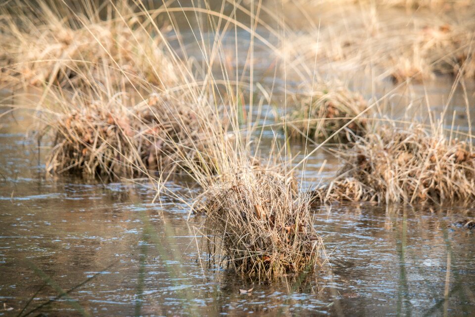 Swamp grasses wetland