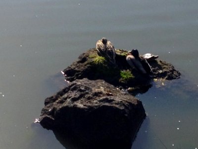 Two ducks and a turtle photo