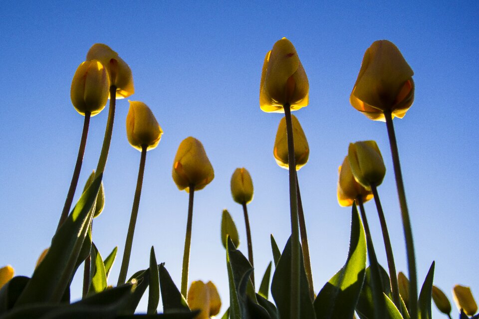 Morning lisse bulb fields photo