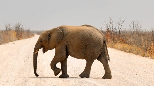 Namibia nature dry