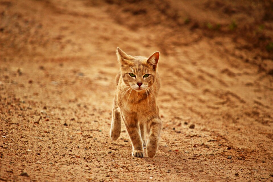 Breed cat mackerel kitten