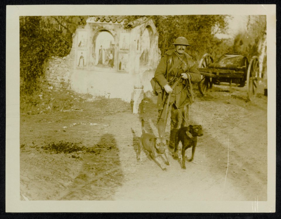 Two British messenger dogs., Bestanddeelnr 158-1579