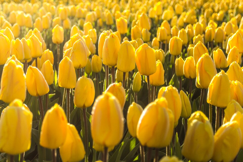 Morning lisse bulb fields photo