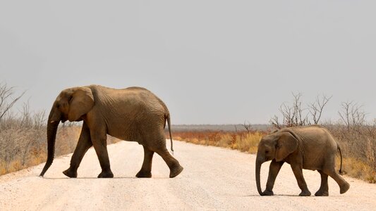 African bush elephant africa namibia photo