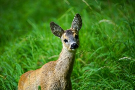 Animal world animal wild