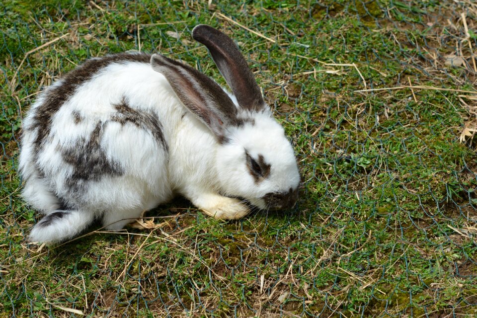 Rabbit cute long eared