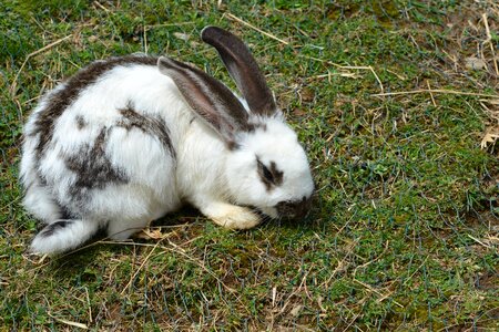 Rabbit cute long eared