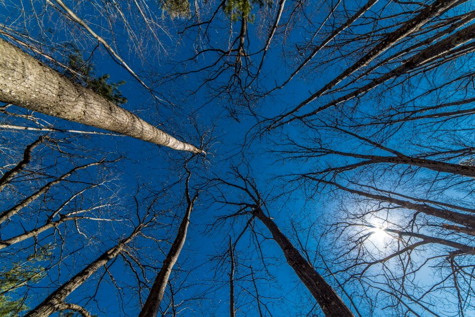 Forest sunny natural
