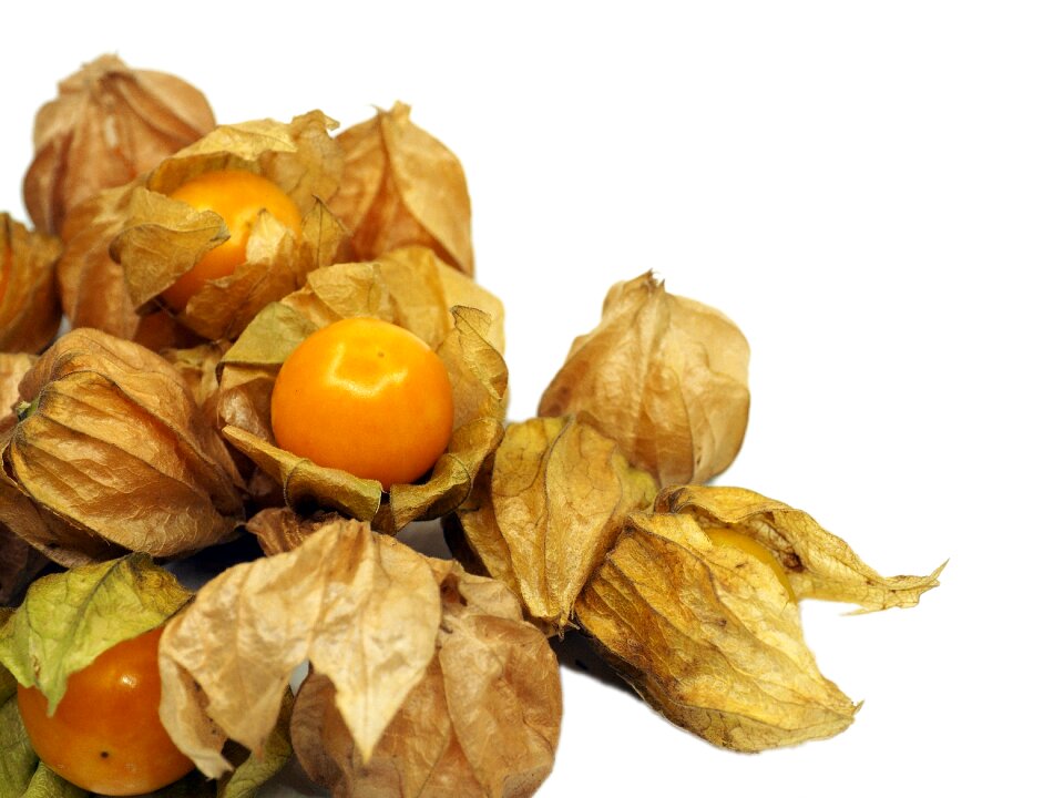 Orange berry nature
