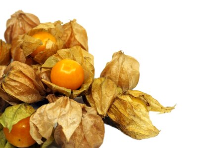 Orange berry nature