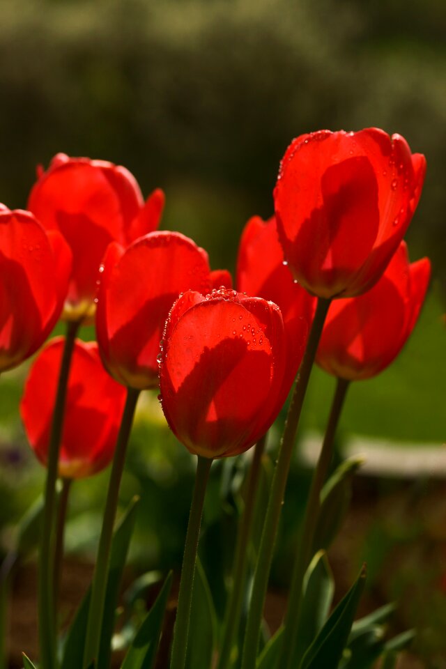 Red flowers spring flower