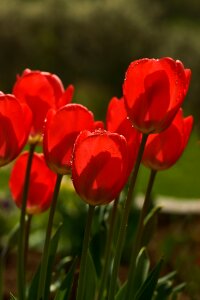 Red flowers spring flower photo