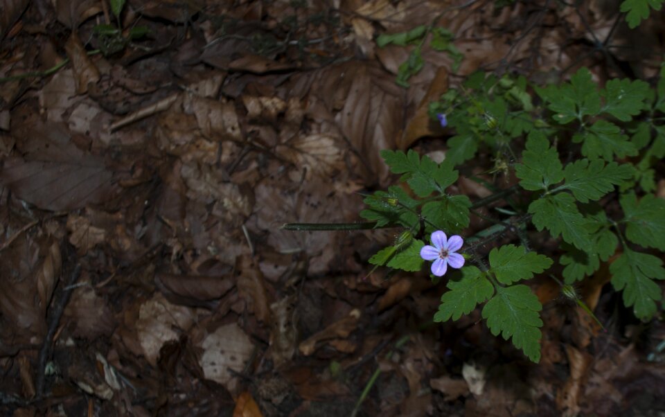 Small tiny natural
