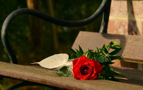Valentine's day mother's day congratulate