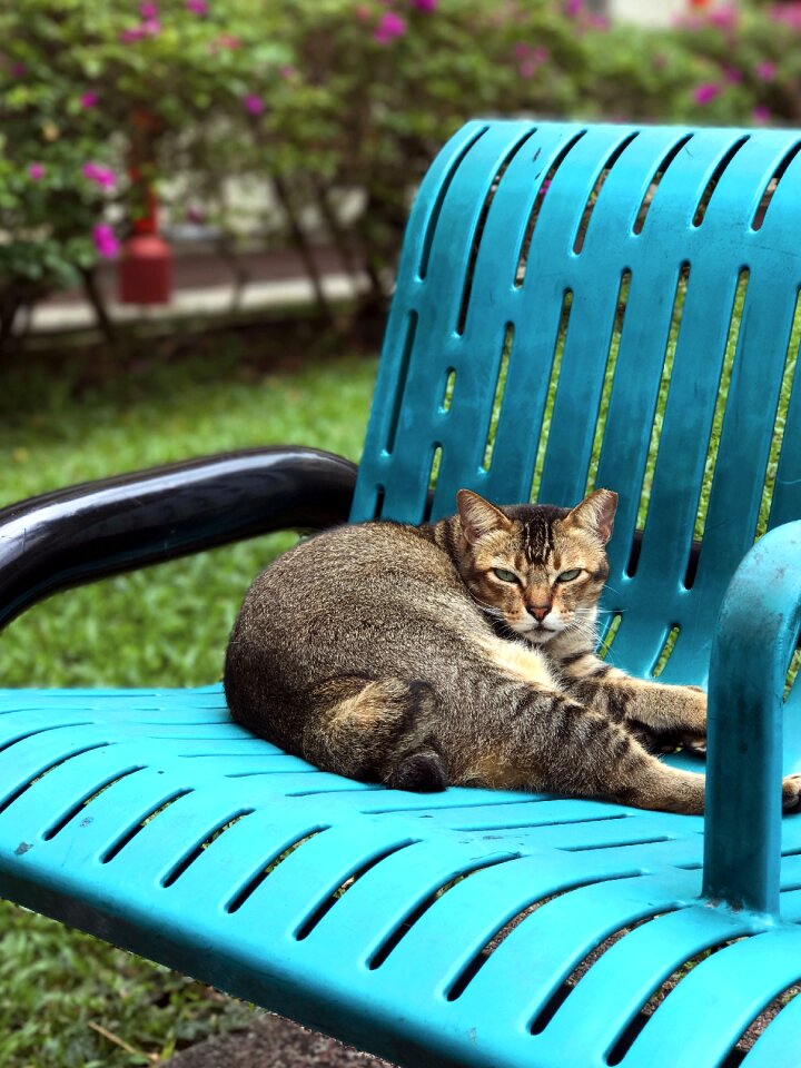 Animal rest pet