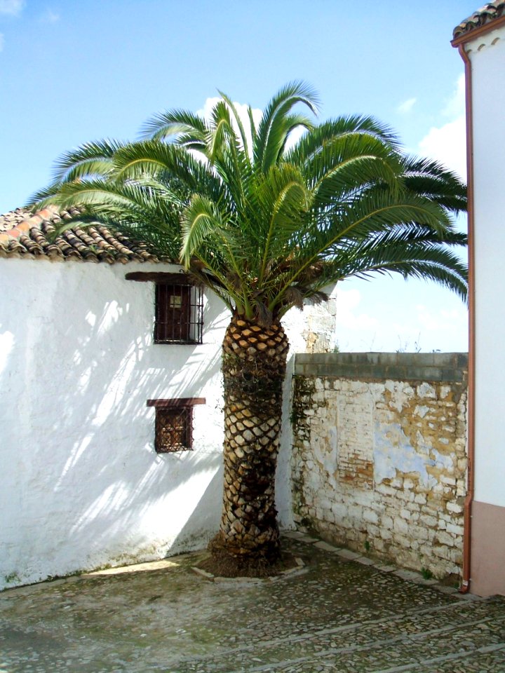 Ubeda 02