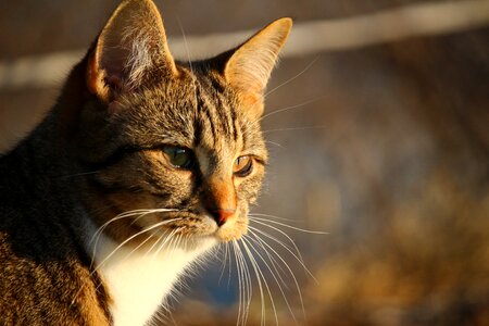 Cat portrait tiger cat mieze