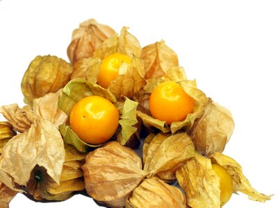 Orange berry nature