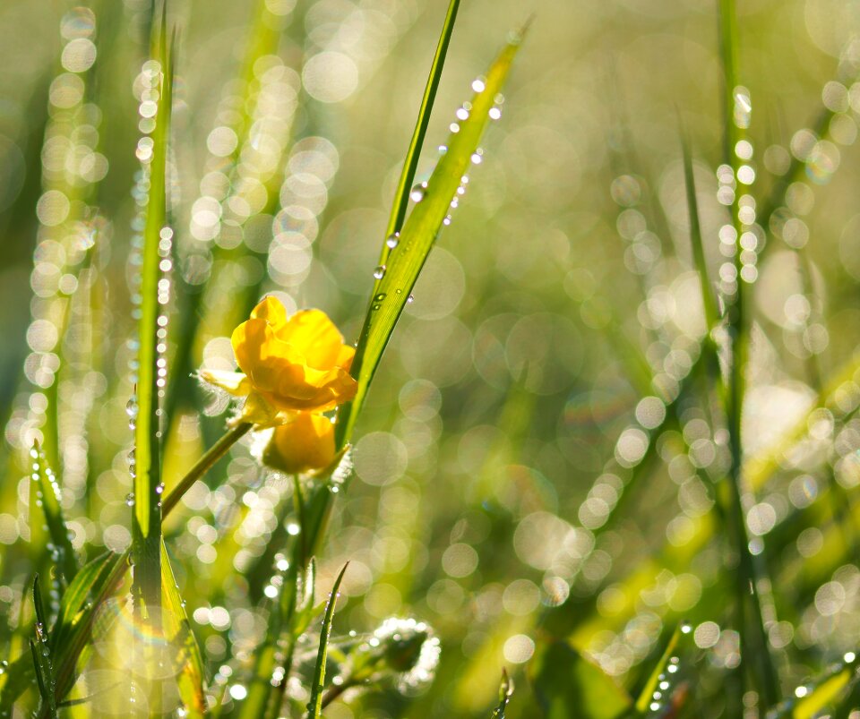 Grass morgentau drip