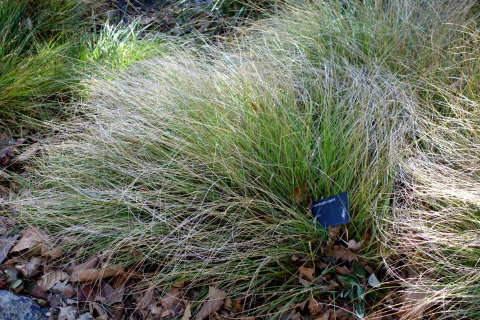 Muhlenbergia rigens - Leaning Pine Arboretum - DSC05821