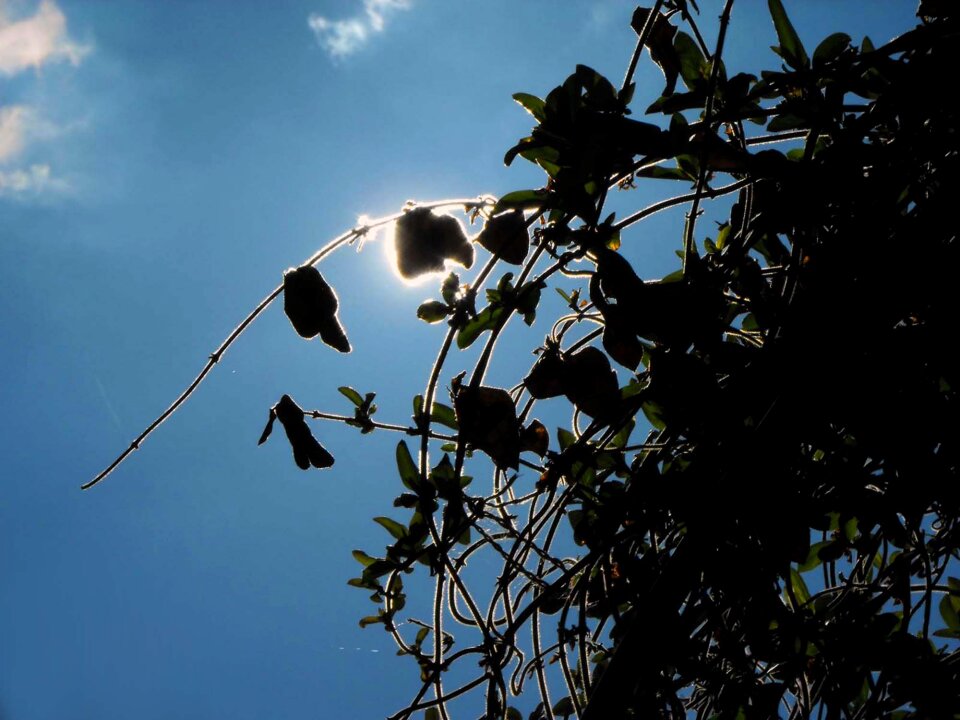 Creepers the sky silhouette