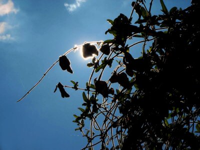 Creepers the sky silhouette