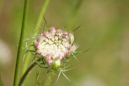 Closed flower medicinal plant