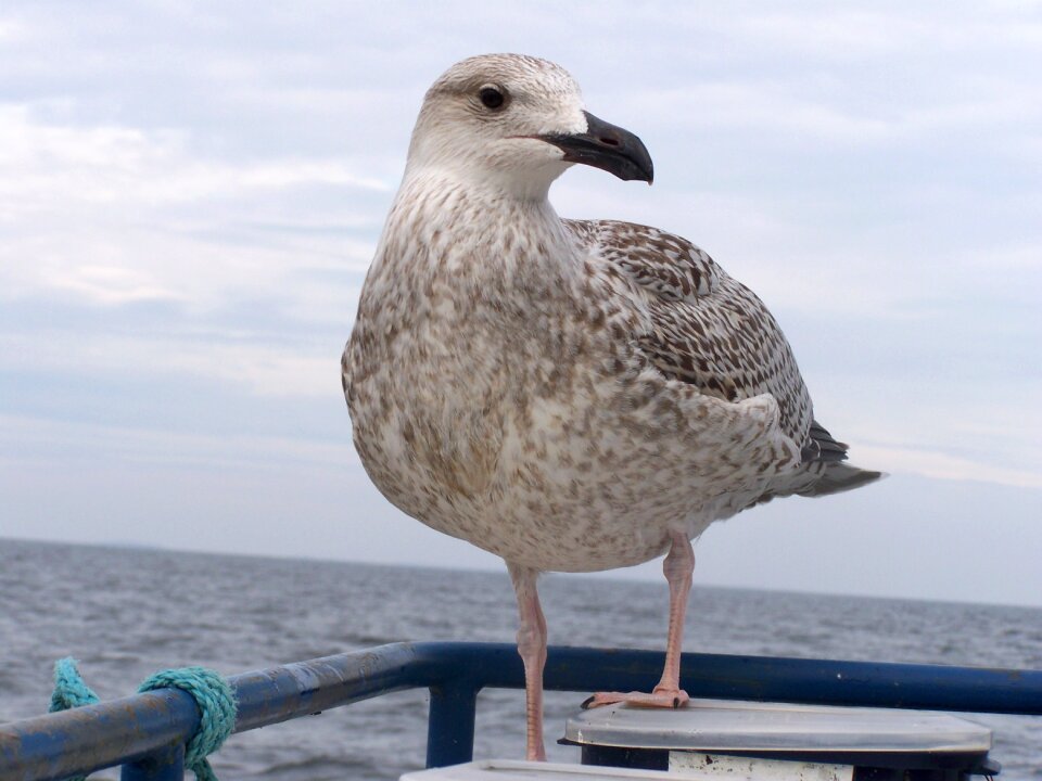 Springs gull animals world måsfågel