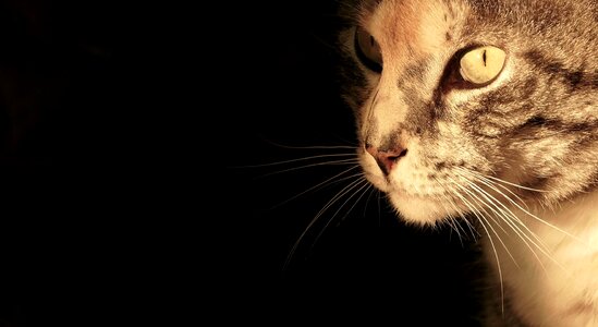 Mieze tiger cat hide nose photo