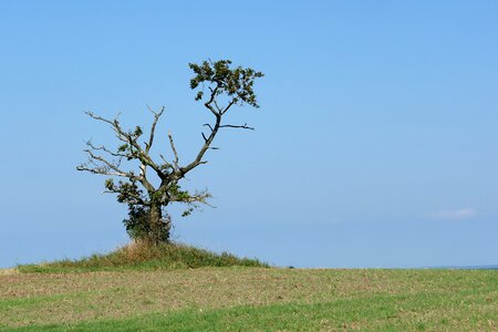 Wood natural landscape