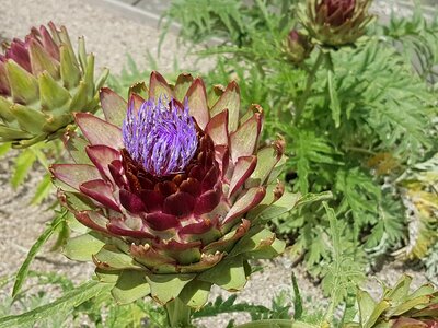 Artichoke flower flowerhead
