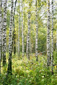 Trees tree living nature photo