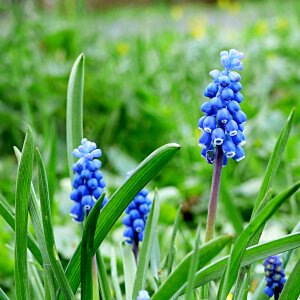 Flower blue spring