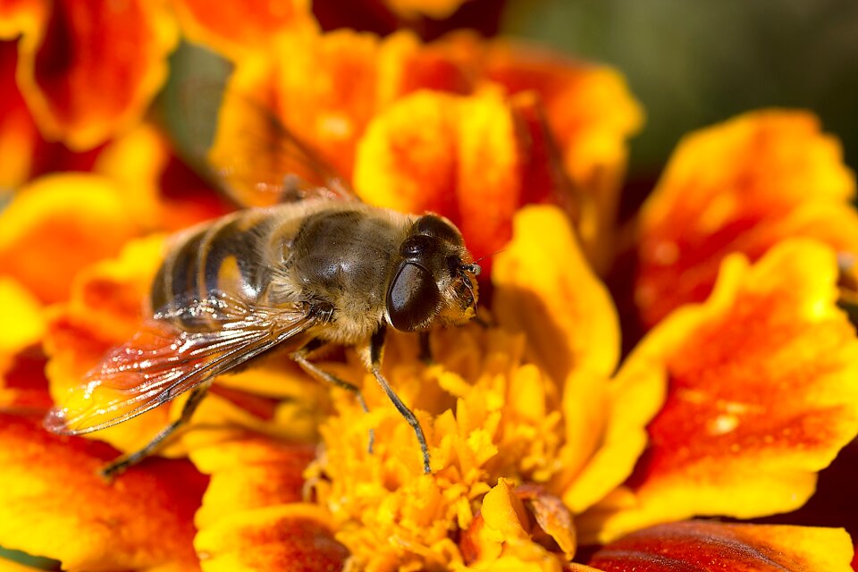 Insect hoverfly blossom