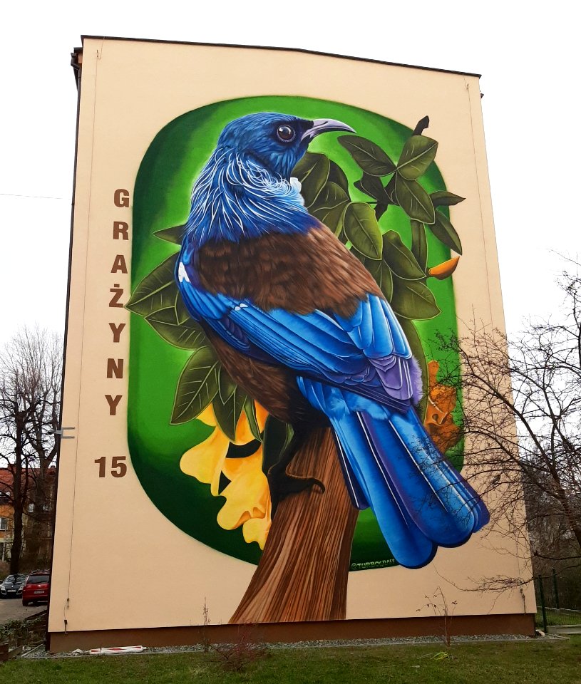 Mural Prosthemadera novaeseelandiae Bielsko-Biala 02