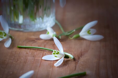 Early bloomer white flowers