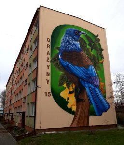 Mural Prosthemadera novaeseelandiae Bielsko-Biala 03