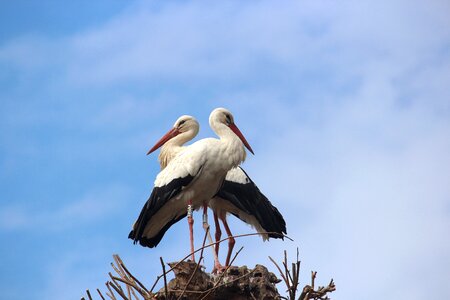 Animals alsace sky