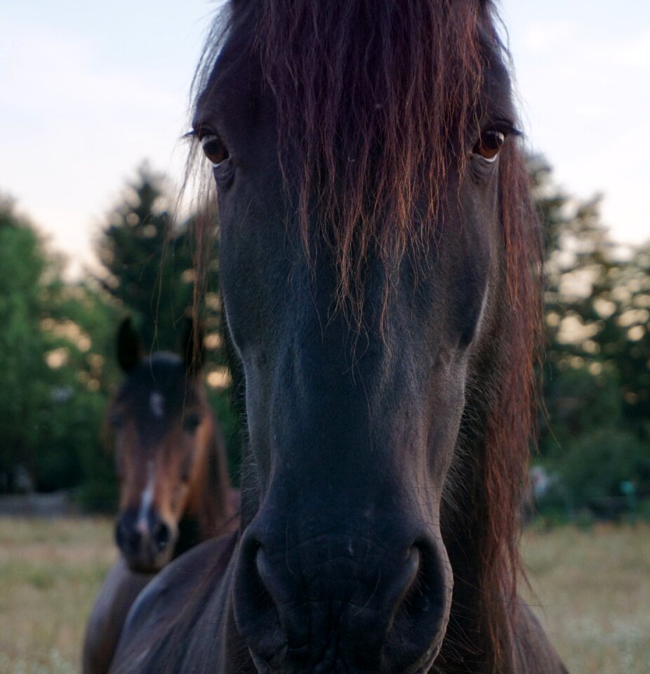 Animal expressive face photo