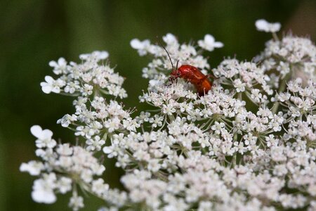 Flower medicinal plant yarrow