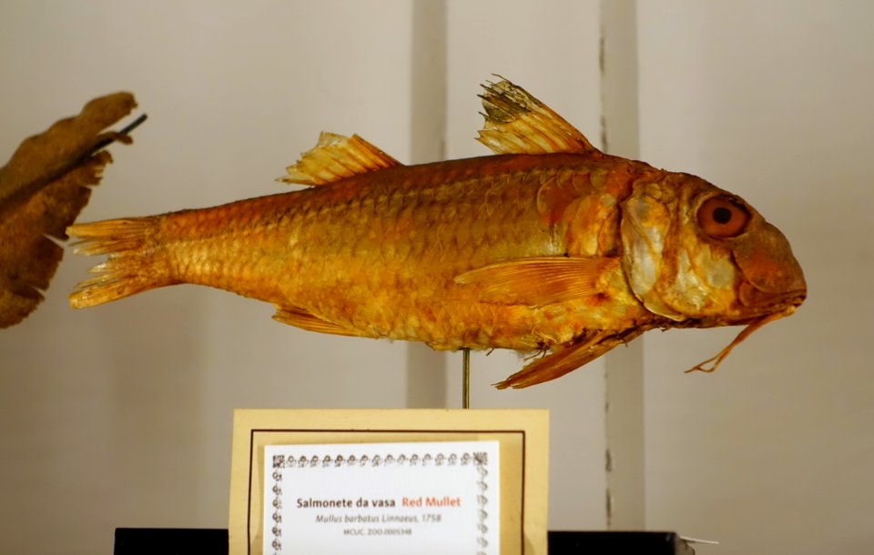 Mullus barbatus - Museu da Ciência da Universidade de Coimbra - University of Coimbra - Coimbra, Portugal - DSC09289