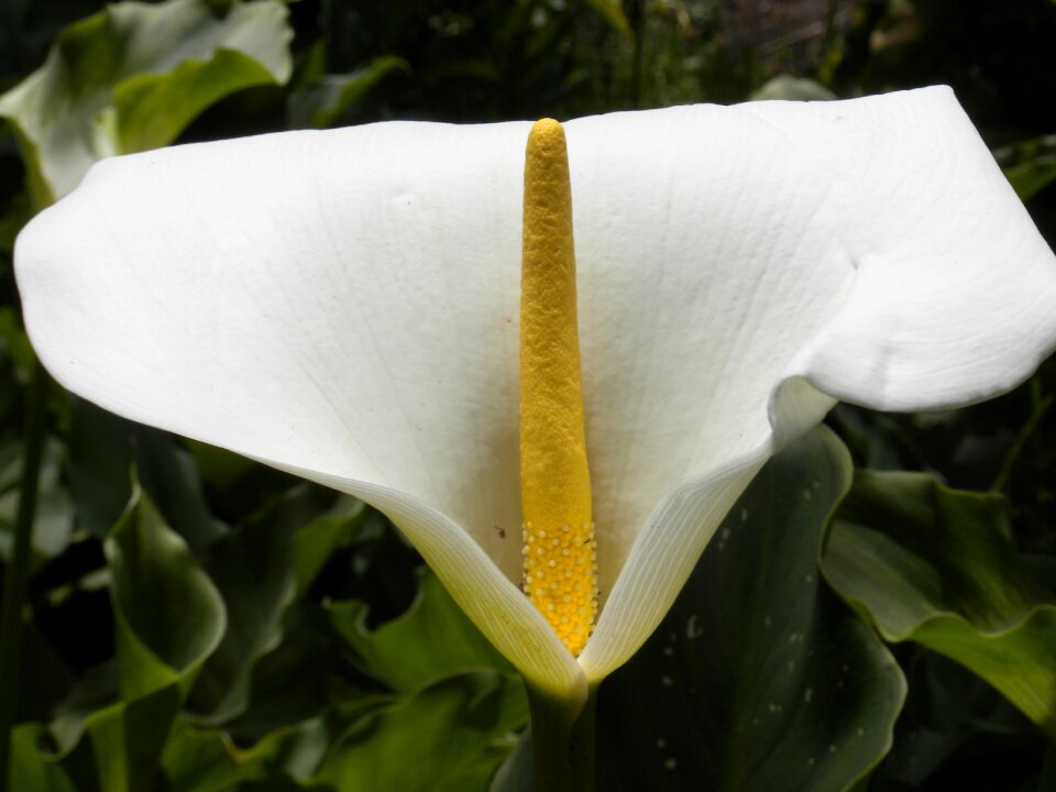 Yellow green foliage family araceae