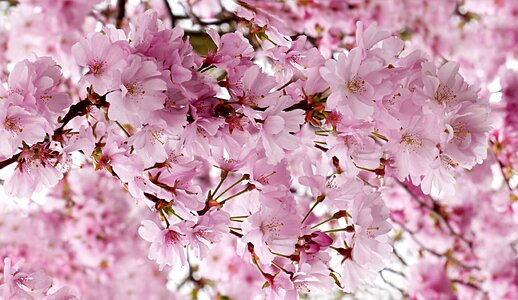 Tree prunus serrulata spring