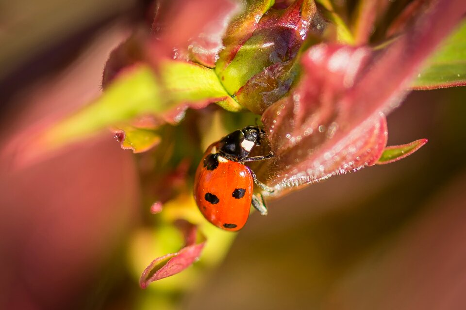 Insect beetle close up