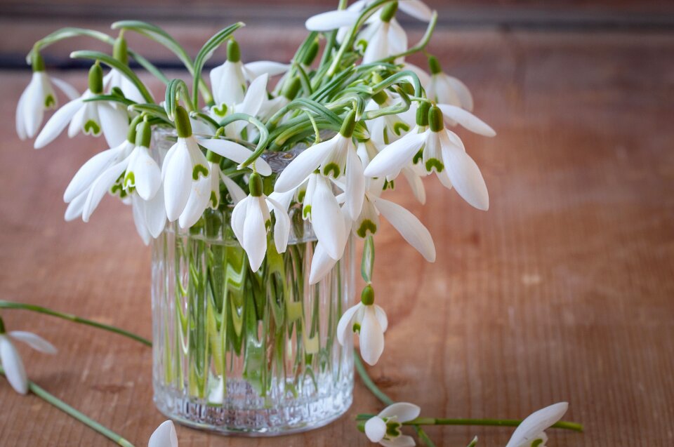 Early bloomer white close up