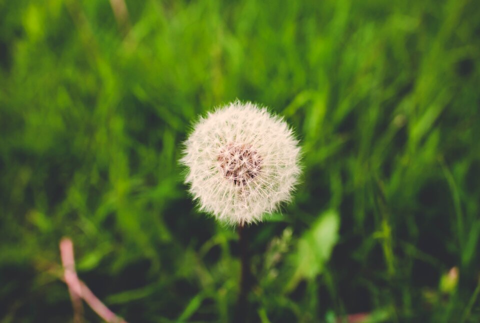 Macro nature plants