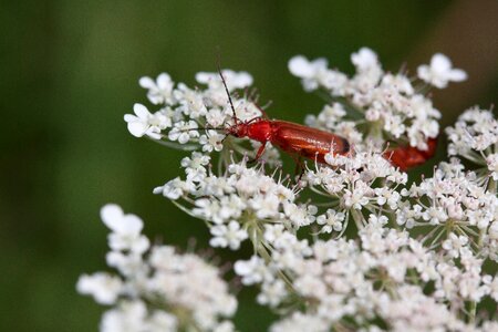 Flower medicinal plant yarrow